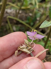 Callisia micrantha, photograph (c) Eric Knight, some rights reserved (CC BY)