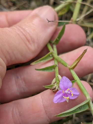 Callisia micrantha, photograph 4