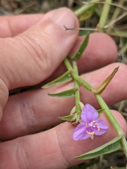 Callisia micrantha, photograph (c) Eric Knight, some rights reserved (CC BY)