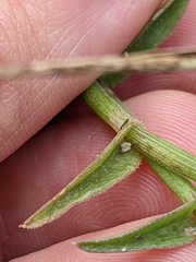 Callisia micrantha, photograph (c) Eric Knight, some rights reserved (CC BY)