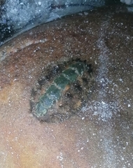 Acanthochitona garnoti