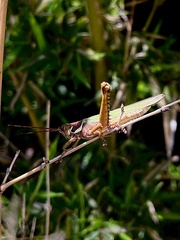 Coryacris angustipennis