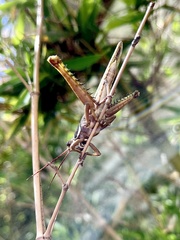 Coryacris angustipennis