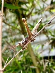 Coryacris angustipennis