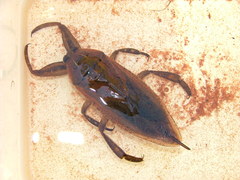Lethocerus cordofanus