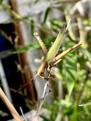 Coryacris angustipennis