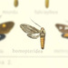 Cercopimorpha homopteridia - Photo (c) Andreas Manz,  זכויות יוצרים חלקיות (CC BY-NC), הועלה על ידי Andreas Manz