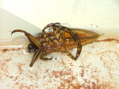 Lethocerus cordofanus