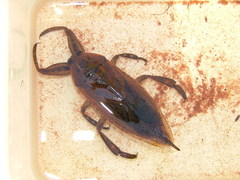 Lethocerus cordofanus