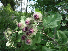 Arctium × ambiguum