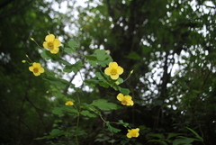 Cathcartia chelidoniifolia