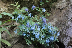 Corydalis flexuosa