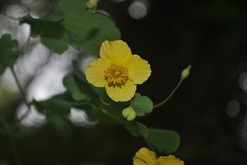 Cathcartia chelidoniifolia observed 2015-07-19