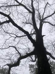 Sassafras randaiense