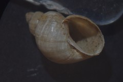 Galba truncatula