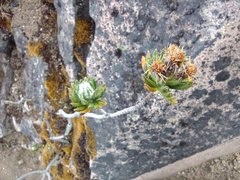 Pentacalia