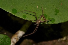 Menneus superciliosus