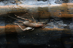 Ornebius polycomus