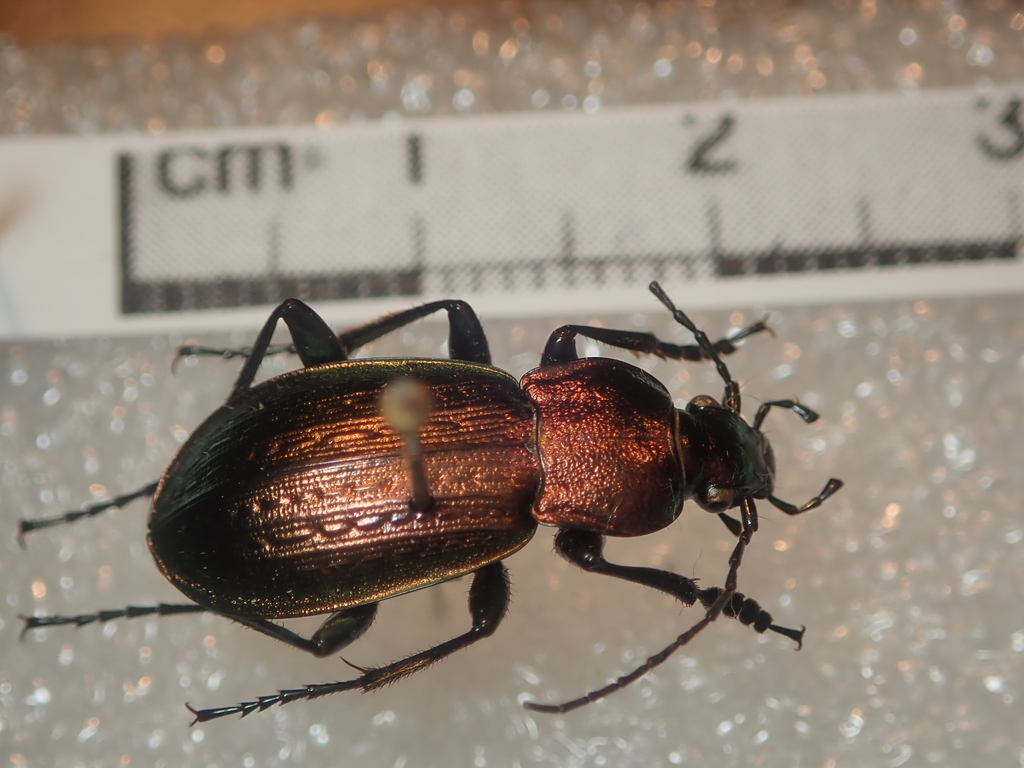 Carabus arvensis