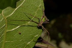 Menneus superciliosus