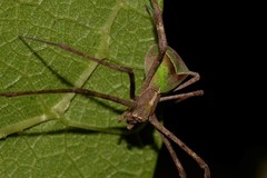 Menneus superciliosus