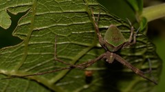 Menneus superciliosus