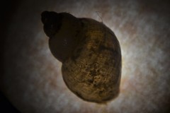 Galba truncatula