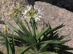 Pancratium illyricum
