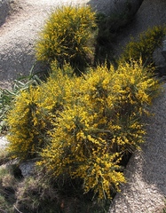 Genista ephedroides