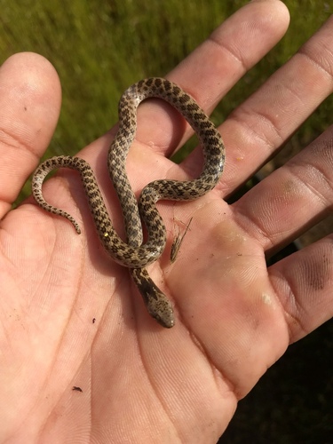 Coast Nightsnake, Hypsiglena ochrorhynchus
