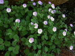 Erodium corsicum
