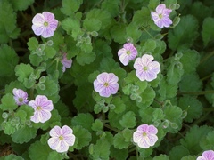 Erodium corsicum