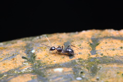 Formicoidea