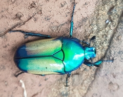 Chlorocala africana subsuturalis