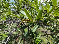 Ozoroa paniculosa