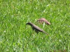 Molothrus bonariensis