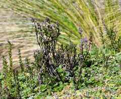 Valeriana microphylla
