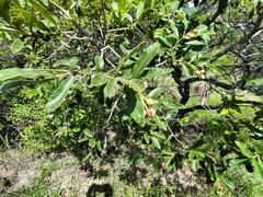 Ozoroa paniculosa