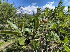Ozoroa paniculosa