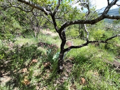 Ozoroa paniculosa