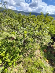 Ozoroa paniculosa