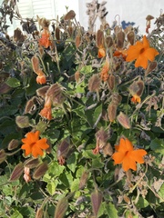 Thunbergia gregorii