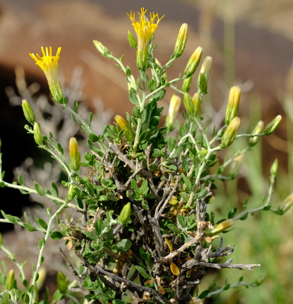 Common Draaibos
