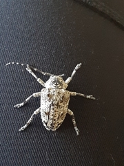 Dichostates compactus