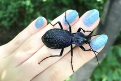Carabus caelatus