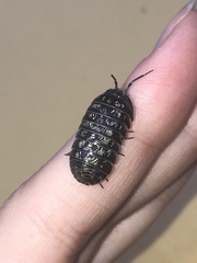 Armadillidium opacum