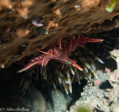 Rhynchocinetes durbanensis