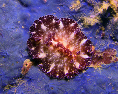 Discodoris boholiensis