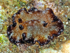 Discodoris boholiensis