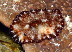 Discodoris boholiensis
